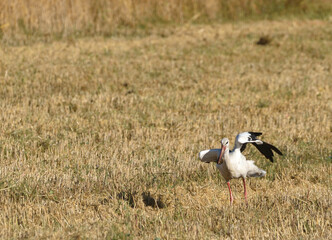 Obraz na płótnie Canvas stork with prey in the stubble field