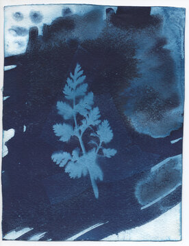 Cyanotype of natural element