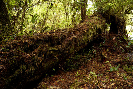 An old rotting tree in the rain forest.