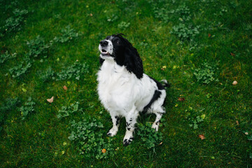 Cute dog sitting on the lawn