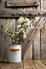 cherry flower blossom branch in enamel milk canister vase, old weathered wooden background