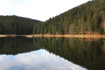 Symmetry in photography. Reflection of trees in the water