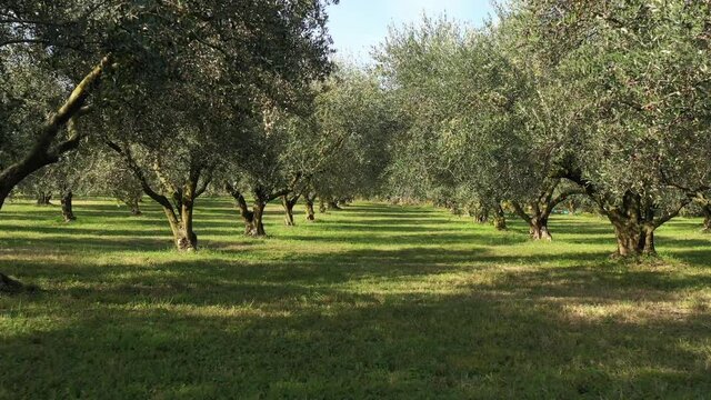 Drone slowly flying through trees. Slow and low movement between olive trees. Olives on trees before harvest. A beautiful olive grove. Ripe olives on the trees on a blue background.