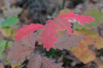 Autumn leaves of oak tree.