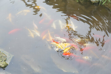 Colorful koi carp swim in the pond