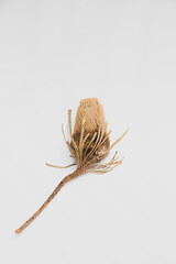 A wild dry flowers isolated on white background.