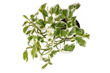 Top view of tropical 'Epipremnum Aureum N'Joy' pothos houseplant with white and green variegated leaves in flower pot isolated on white background