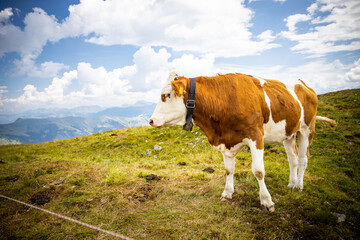 Fototapeta na wymiar Standing Cow in the Alps