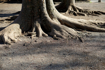 Obraz premium 大樹の根元～支える土台
