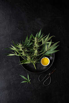 Cannabis oil + Fresh plants