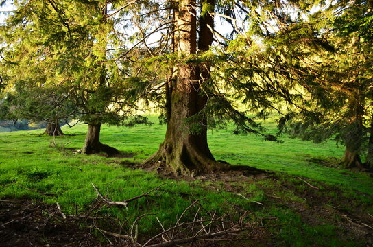 big tree puts down strong roots on a lush green meadow, picture in the country in switzerland, summer time, hiking