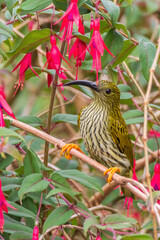 Streaked Spiderhunter (Arachnothera magna) in nature