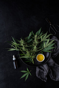 Cannabis oil + Fresh plants