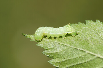 Young caterpillar of the Svensson's copper underwing (Amphipyra berbera), family owlet moths (Noctuidae) on a leaf in a Dutch garden. Netherlands, Spring, May.