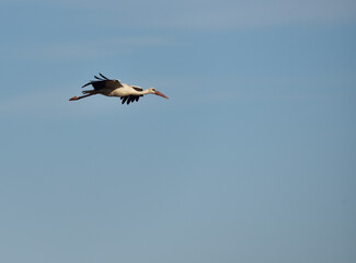 stork  in the stubble field
