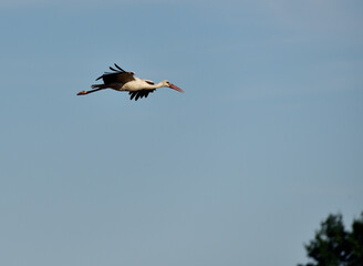 Fototapeta premium stork in the stubble field