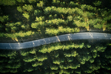 Top view of empty winding road through pine tree forest
