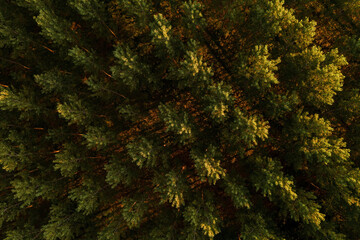 Aerial view of cottonwood treetop pattern from drone pov