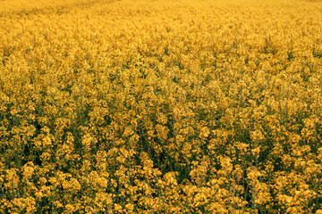 Blooming rapeseed canola field in springtime