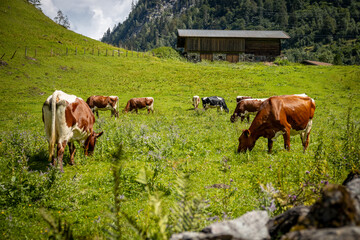 Fototapeta na wymiar meadow cow group green grass