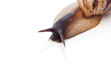 Achatina reticulata with dark head
