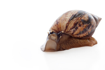Achatina reticulata with dark head