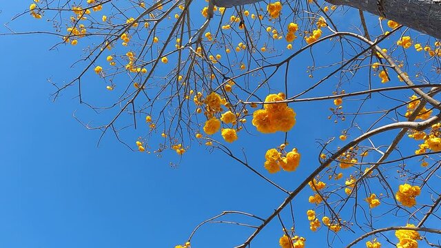Yellow cotton tree with flowers and blue sky background.