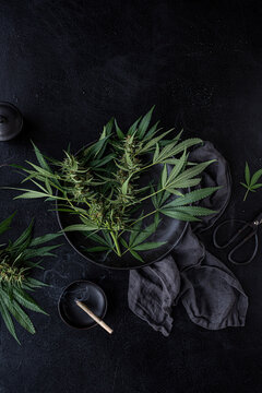 Cutting fresh cannabis plants