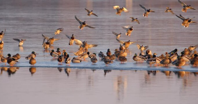 Mallard and the coot on the frozen Soderica lake on the evening, Croatia