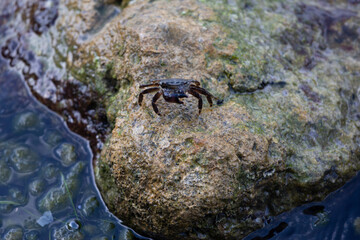 A sea crab crawls along a rocky shore