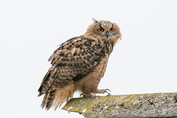 A Eagle Owl. Sit on the ridge of a roof. Bird looks back, the red eyes stare at you. White background place for own text