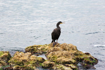 Large cormorant on a sea rock