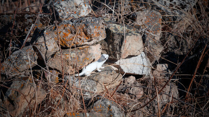 Ermine (Mustela erminea) with its characteristic winter white skin, perched on a stone wall