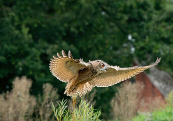 A Eurasian Eagle Owl or Eagle Owl. Flies into the forest with spread wings and open mouth. Looking for food in the grass. With orange eyes. Seen from the front