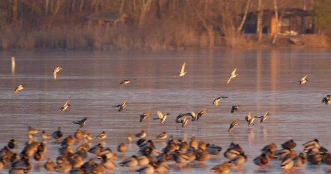 Mallard and the coot on the frozen Soderica lake on the evening, Croatia