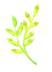 Watercolor leaves of soft green color. The element is isolated on a white background.
