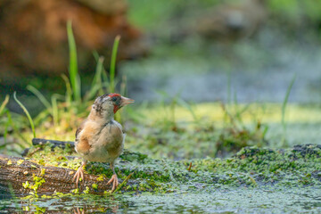 European Goldfinch or Carduelis carduelis. Looking sideways, sitting on a branch at the edge of a duckweed lake. Green background