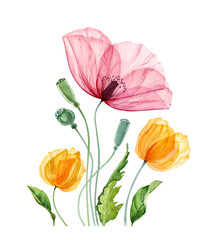 Watercolor Poppy composition. Summer field flowers with green leaves. Floral artwork with colorful red and yellow petals. Realistic botanical illustration for Easter greeting cards