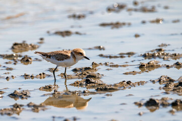Close up of Kentish Plover or Charadrius alexandrinus in waterplace