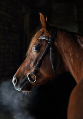 Purebred Arabian Horse, portrait of a bay mare with jewelry bridle in dark background