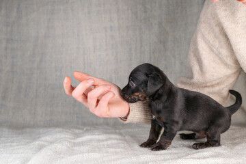 Five week old Jack Russel puppy in brindle color. Little dog plays with the fingers of a woman's hand. Selective focus