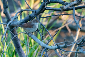 Lesser whitethroat or Sylvia curruca in the nature