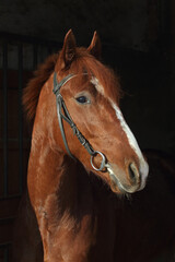 Portrait of a splendid purebred dressage horse against a black background