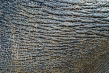 Close up of Elephant skin texture abstract background. Selective focus
