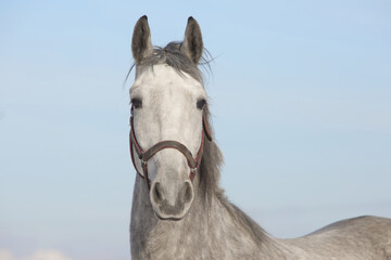 Fototapeta na wymiar Grey andalusian horse portrait on blue sky background