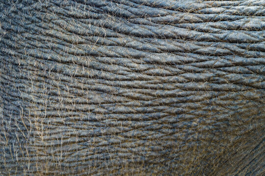 Close up of Elephant skin texture abstract background. Selective focus