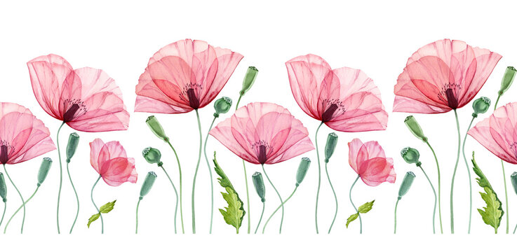Watercolor seamless border with Poppy. Summer field flowers with green leaves. Floral horizontal line in repeat. Realistic botanical illustration © Katerina Kolberg