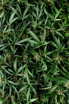 Cannabis plant pattern