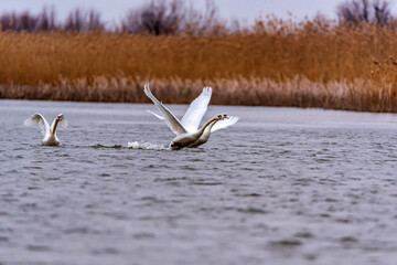 View of mute swan or Cygnus olor take wing on water