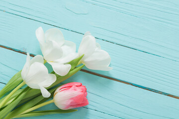 beautiful white and pink  tulips on blue wooden background